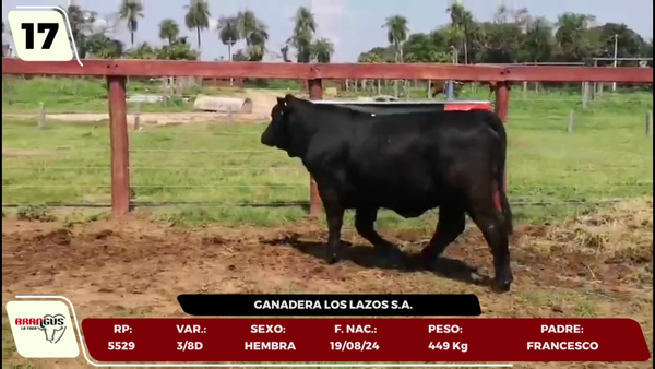 Lote LOTE 17 - JUNIOR