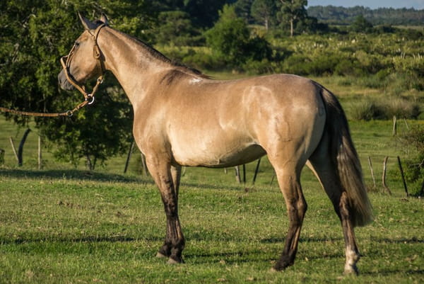 Lote CONSTANCIA ROSA ALEGRE 1721