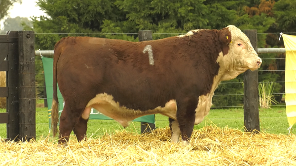 1 - 41180 — TOROS HEREFORD PURO REGISTRADOS