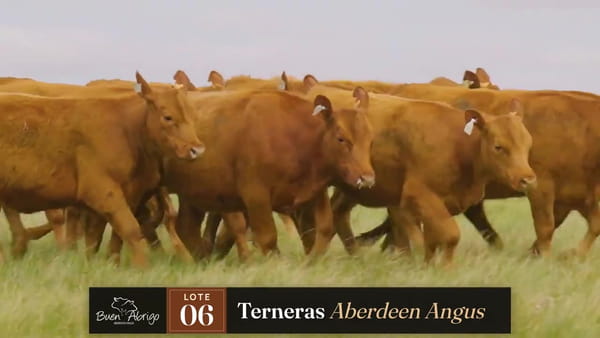 Lote LOTE 06 · TERNERAS