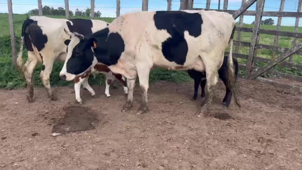 Lote 4 Piezas de cría, San José