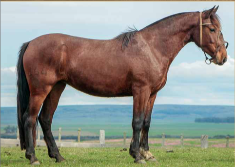 Lote REVOLTOSA 444 DE LA CASILLA