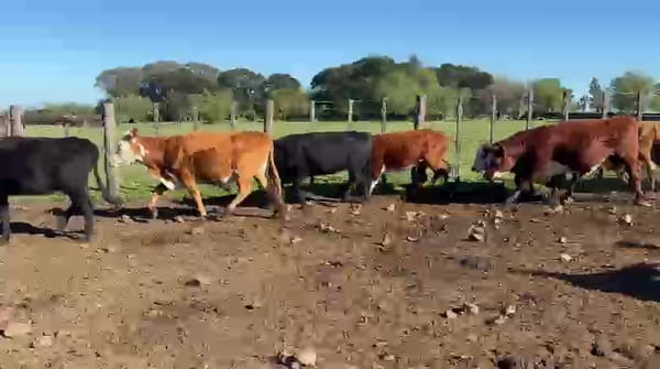 Lote VACAS DE INVERNADA / 21 VAQUILLONAS