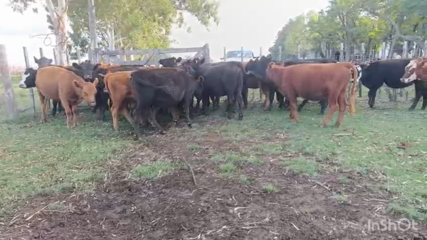 Lote 26 Vaquillonas
