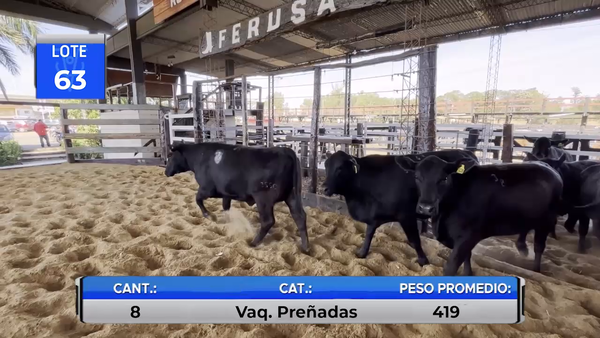 Lote VAQUILLAS BRANGUS  PARA SERVICIO  -LOTE 63
