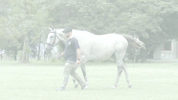 Lote BLACK DREAMS (STORM EMBRUJADO - ULTIMO SUEÑO)  Preñez por PINBALL WIZARD