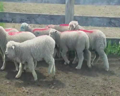 Lote (Vendido)10 Corderos 28kg -  en PARAJE ZUNIN