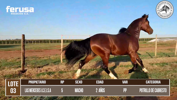 Lote LOTE 3 DE BOZAL
