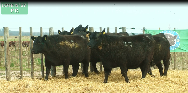 Lote VAQUILLONAS P.C. 15 MESES - PREÑADAS - PARICION PRIMAVERA