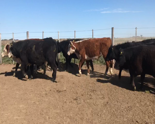 Lote 41 Novillos en Unanue, La Pampa