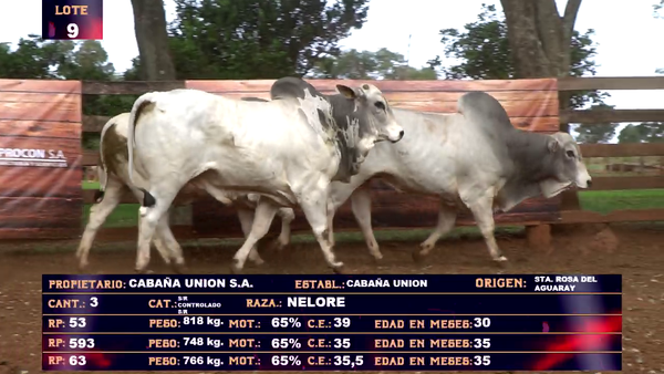 Lote CABAÑA UNION SA - LOTE 9