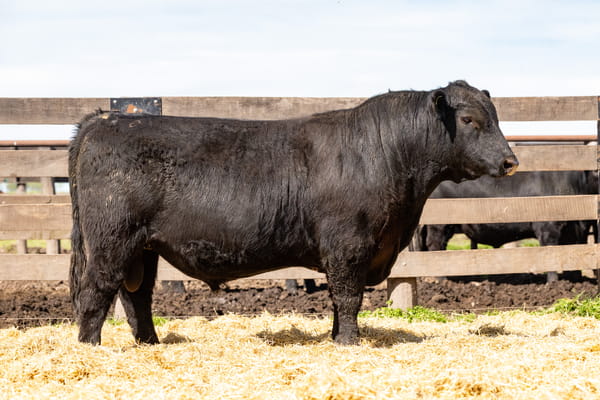Lote Toro PC