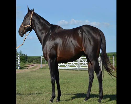 Lote TANGAÇO DEL STOLI LORENCITA 384