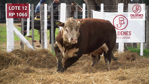 Lote Toro PR