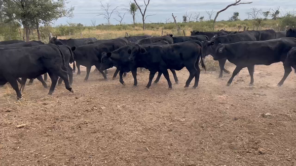 Lote 65 Vaquillonas P/ entorar en Nueva Esperanza, Santiago del Estero