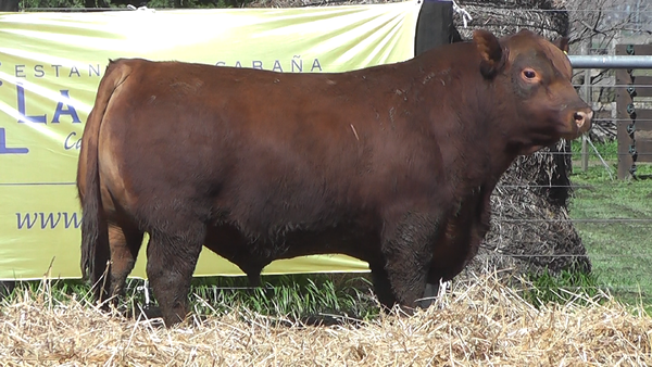 Lote TOROS A. ANGUS PURO PEDIGREE