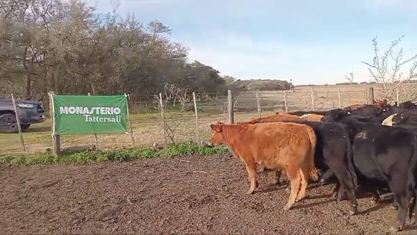 Lote 30 Terneros en Chascomús