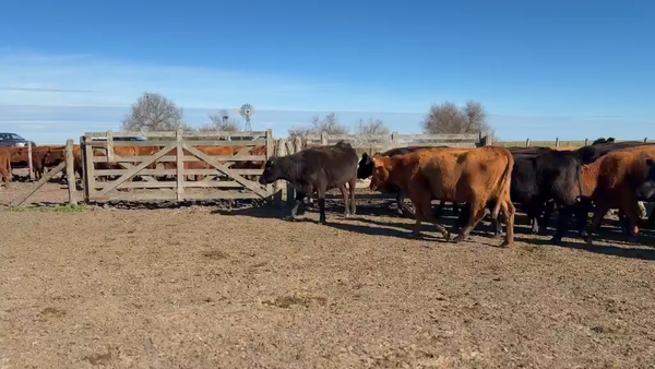 Lote 170 Vacas de invernar