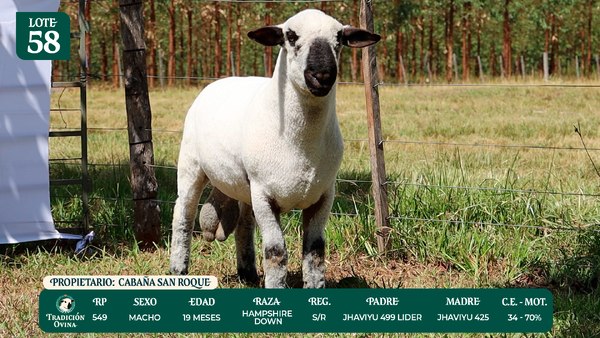 Lote LOTE 58