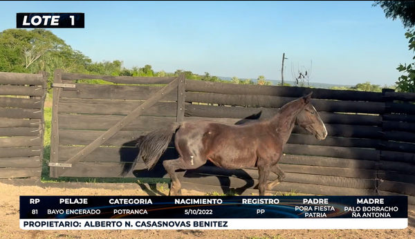 Lote LOTE 1 - DE CAMPO