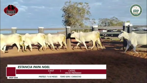 Lote VACAS PREÑADAS