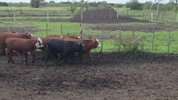 Lote 120 Terneros/as