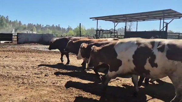 Lote 20 Novillo Gordo en Linares, VII  Región Maule