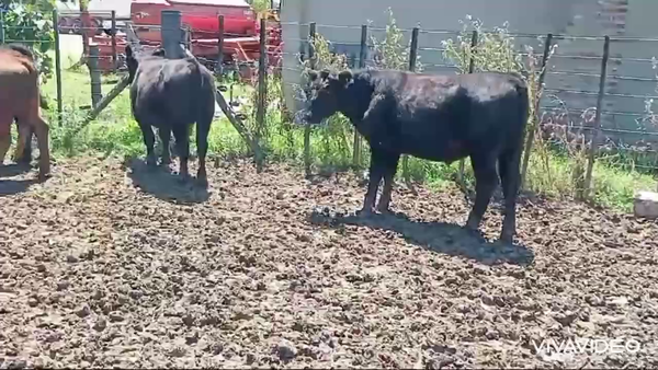 Lote 45 Novillitos y vaquillonas