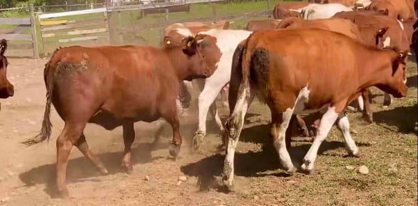 Lote 28 Vaquilla Gorda en XIV Región Los Ríos, Río Bueno