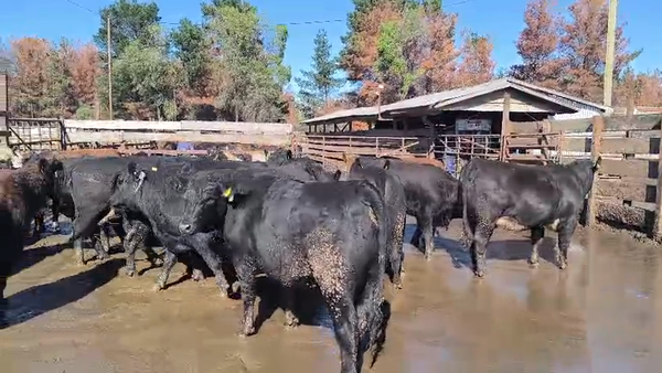 Lote 20 Vaquilla Gorda en Los Ángeles, VIII Región Biobío