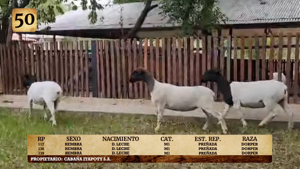 Lote LOTE 50