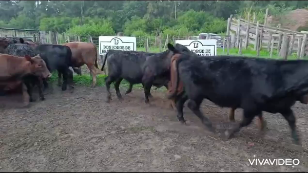 Lote 65 Terneros