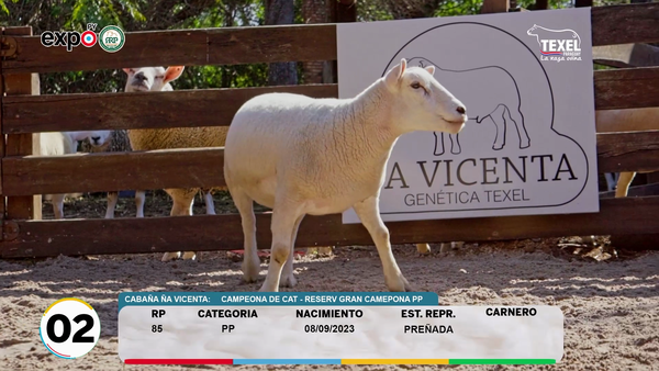 Lote LOTE 2