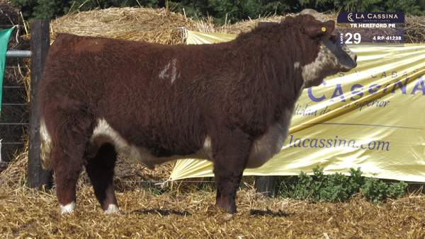 4 41238 — TOROS HEREFORD PURO REGISTRADOS
