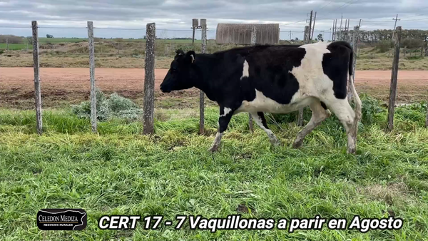 Lote 7 Vaquillonas Vacas Preñadas en Agraciada, Soriano