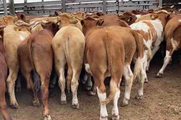 Lote 50 Novillo Engorda en  Litueche, VI  Región O'Higgins