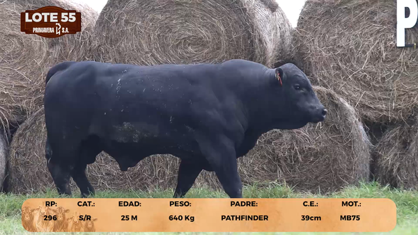 Lote LOTE 55