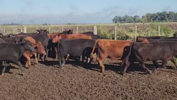 Lote 70 TERNS HEMBRAS, AYACUCHO, PCIA. DE BS. AS.