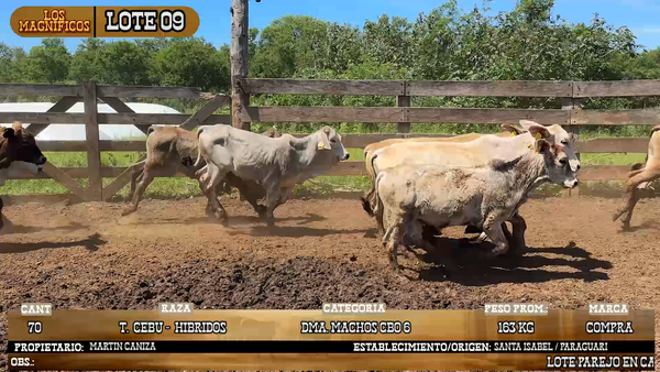 Lote LOTE 9