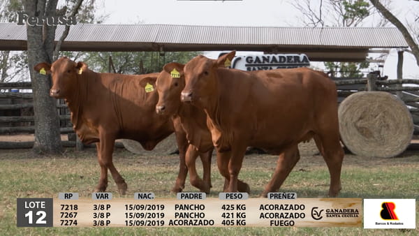 Lote Ganadera Santa Cecilia - Lote 12