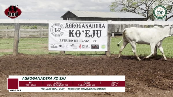 Lote VAQ. PREÑADAS N3