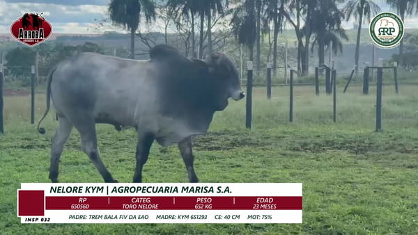 Lote TORO NELORE