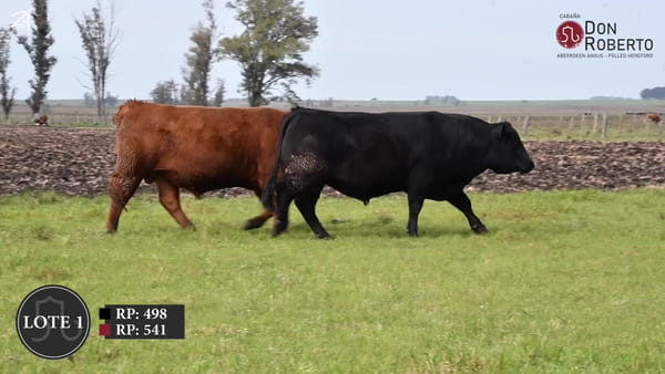 Lote Don Roberto -  Angus Colorado  2   años  (agosto-setiembre 2024)