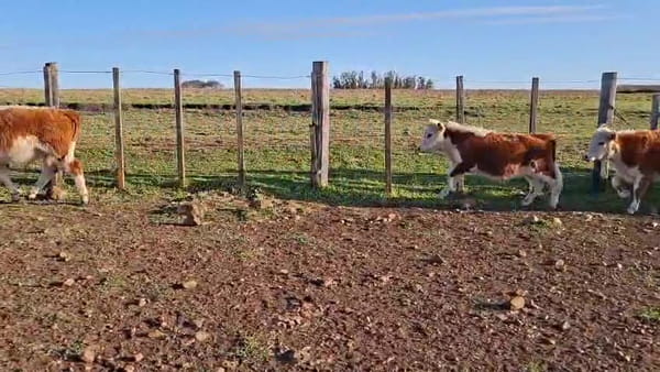 Lote TERNEROS