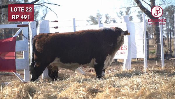 Lote Toro PR