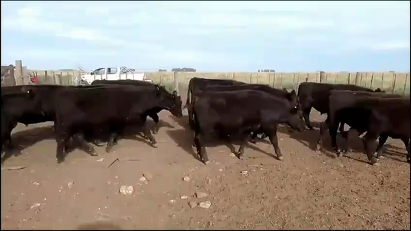 Lote 60 Novillitos en Benito Juárez, Buenos Aires