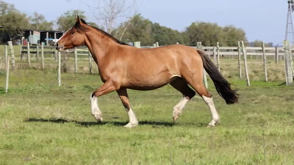 Lote Cardenal Bataraza