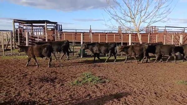 Lote 80 Terneros