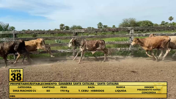 Lote LOTE 38