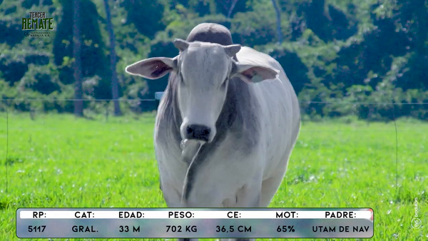 Lote Toros, Concepción